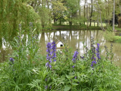 Lake with bluebells