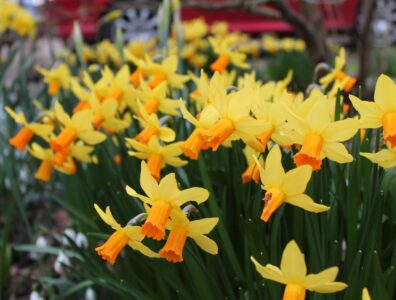 Narcissus flowering beautifully