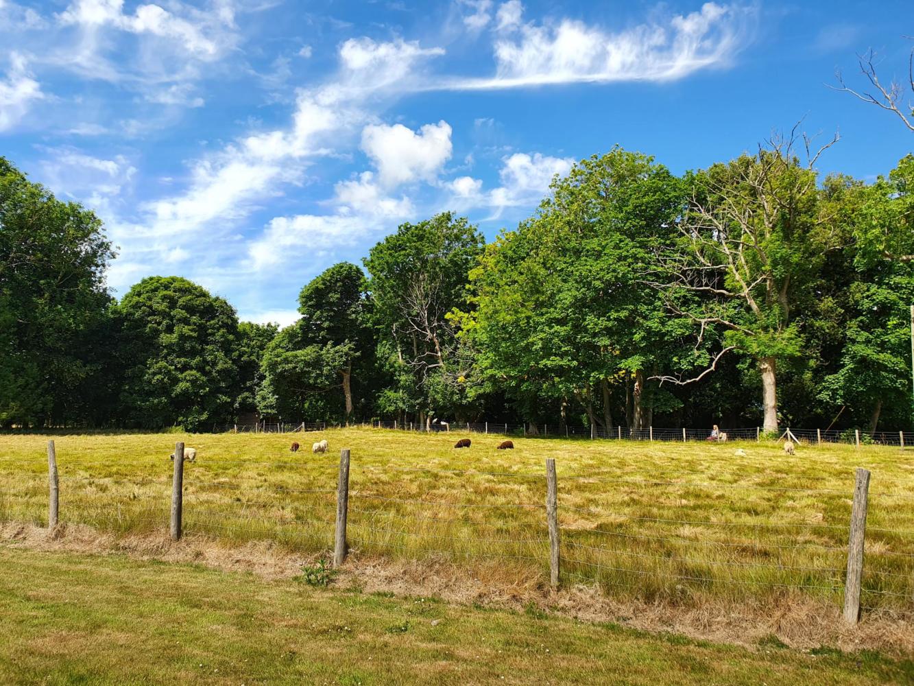 The Glyndley Cottages site showing a fenced-off area for black and white sheep who are grazing on a sunny day under a bright blue sky.